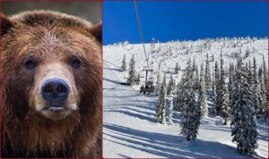 Két férfi lelőtt egy felnőtt grizzlyt Montanában